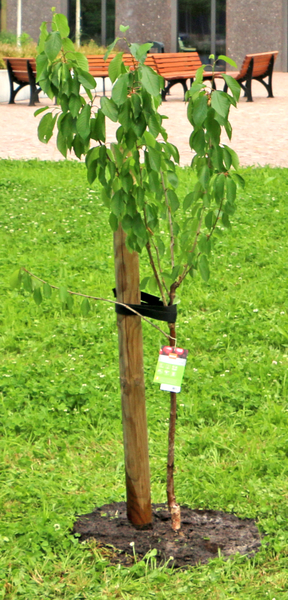 Web Archiv Fakultat Soziale Arbeit Ein Kirschbaum Fur Die Fakultat